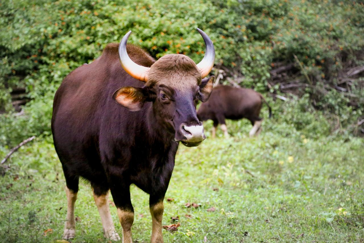 Kings Sanctuary Nagarhole & Kabini Hunsur Exterior foto