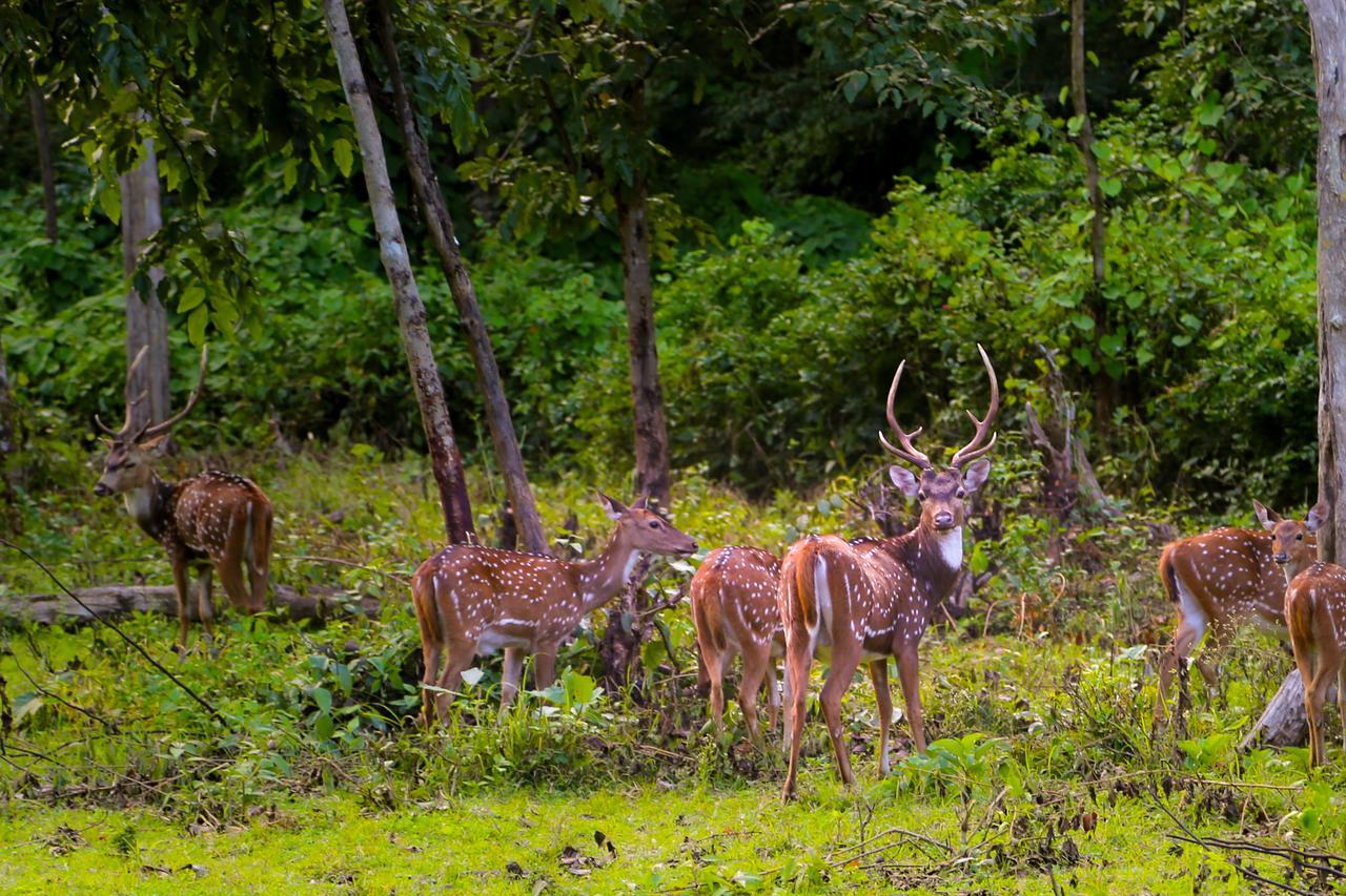 Kings Sanctuary Nagarhole & Kabini Hunsur Exterior foto
